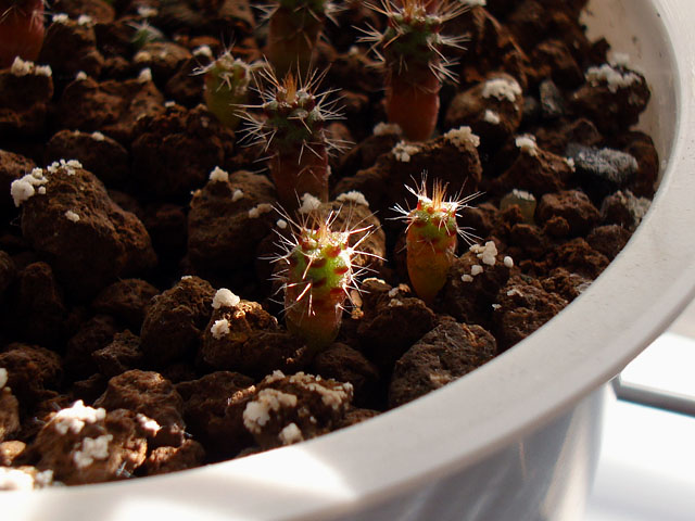 f:id:haworthii:20220216173148j:plain