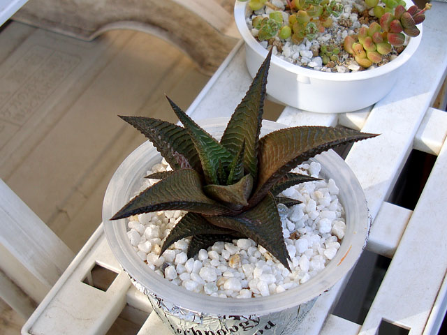 f:id:haworthii:20220224000231j:plain