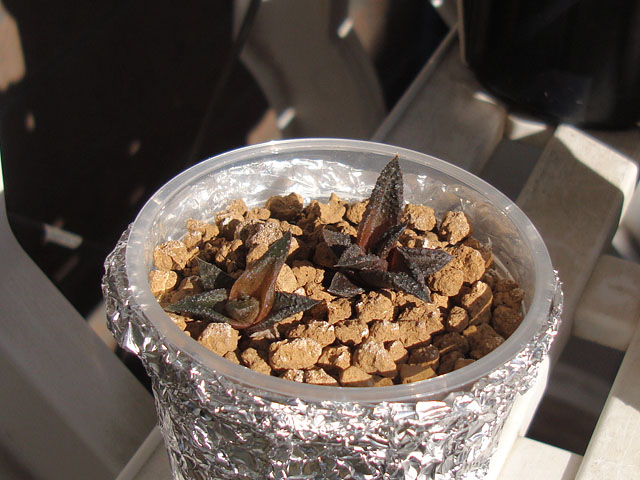 f:id:haworthii:20220224133056j:plain