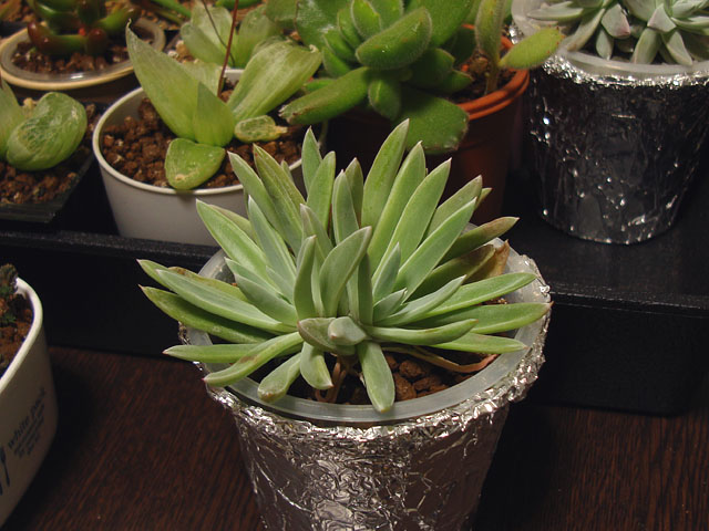 f:id:haworthii:20220225171228j:plain