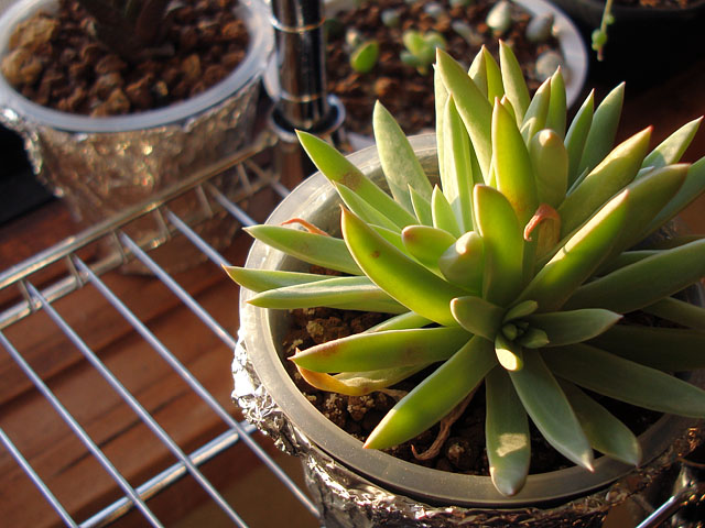 f:id:haworthii:20220225171753j:plain