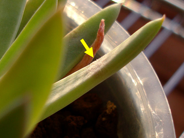 f:id:haworthii:20220225172301j:plain