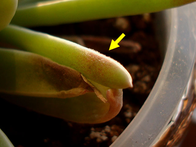 f:id:haworthii:20220225172404j:plain