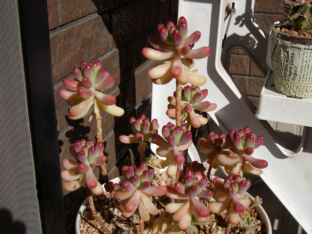 f:id:haworthii:20220228163004j:plain