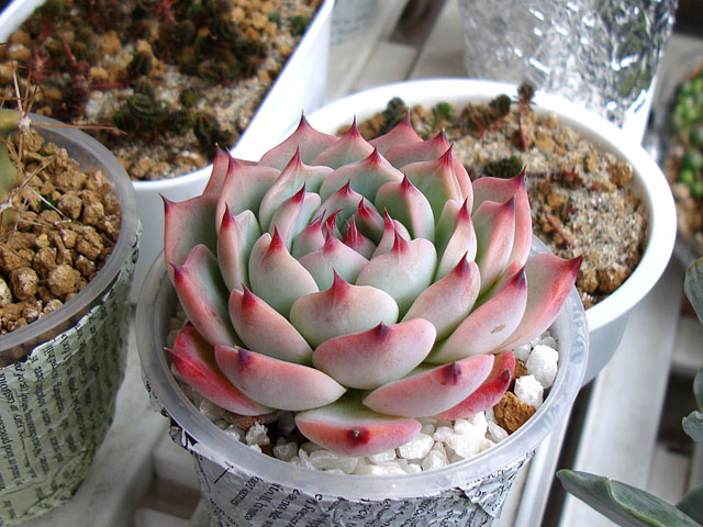 晴天時と曇天時の写真うつり - 石と多肉植物