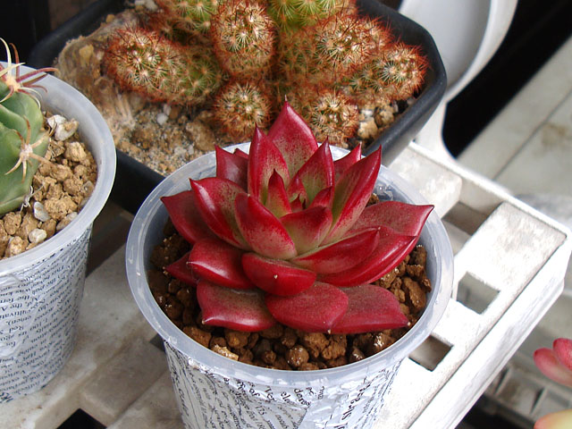晴天時と曇天時の写真うつり - 石と多肉植物