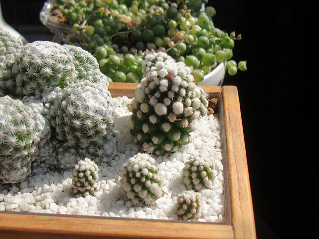 f:id:haworthii:20220305145419j:plain