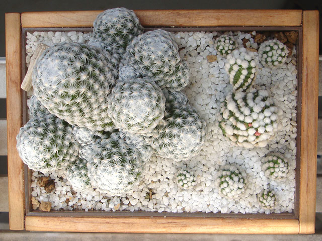 f:id:haworthii:20220305150012j:plain