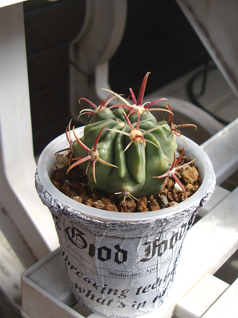 f:id:haworthii:20220305151151j:plain