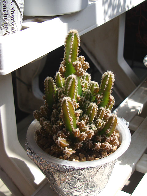 f:id:haworthii:20220305151707j:plain