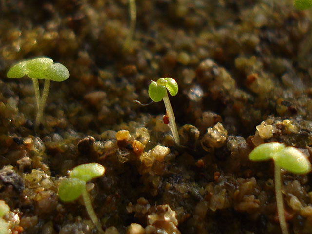 謎の種子の正体 - 石と多肉植物