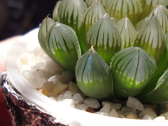 は*し様 【極上宝石窓】ハオルチア オブツーサ 多色グラデーション