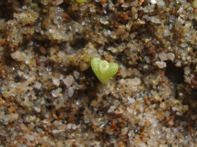 f:id:haworthii:20220312150915j:plain