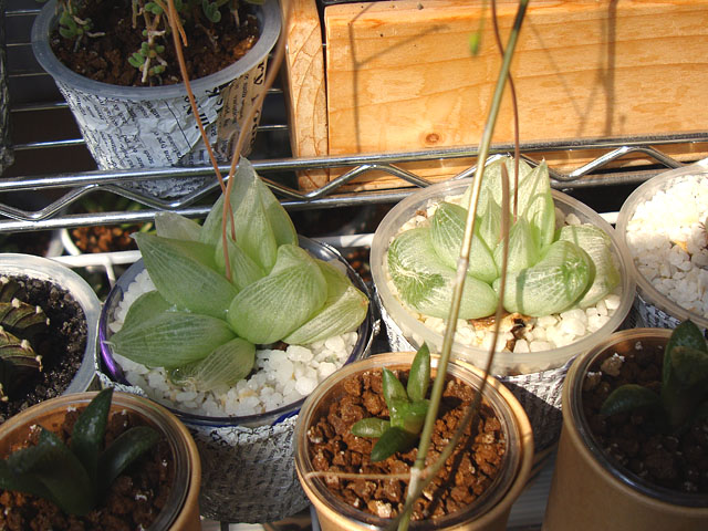 f:id:haworthii:20220324165716j:plain