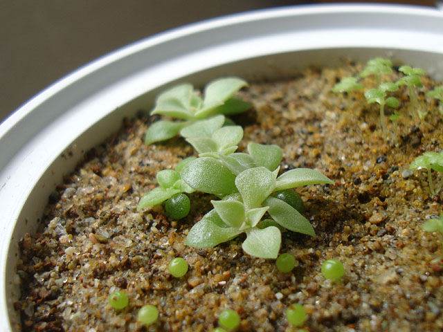 f:id:haworthii:20220330142025j:plain