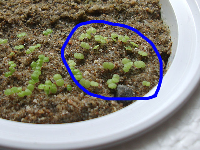 f:id:haworthii:20220330142701j:plain