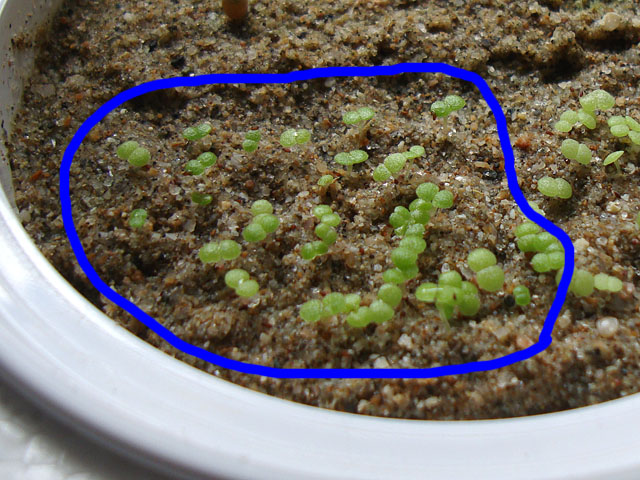 f:id:haworthii:20220330143521j:plain