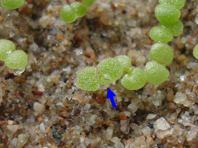 f:id:haworthii:20220330144553j:plain