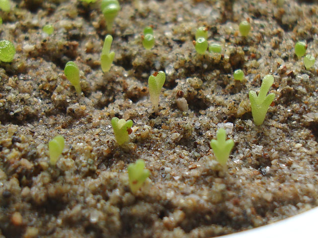 f:id:haworthii:20220330145724j:plain