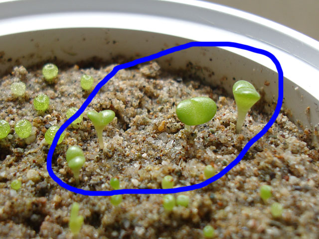 f:id:haworthii:20220330153159j:plain