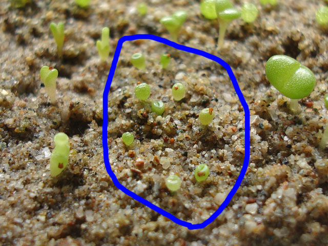 f:id:haworthii:20220330153938j:plain