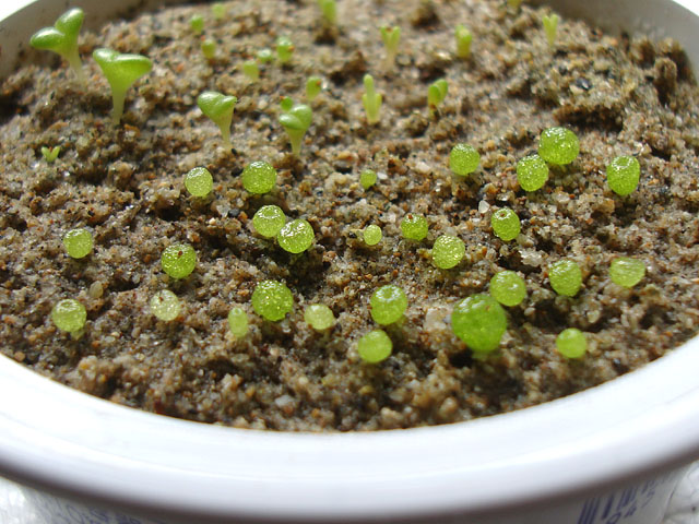 f:id:haworthii:20220330154426j:plain