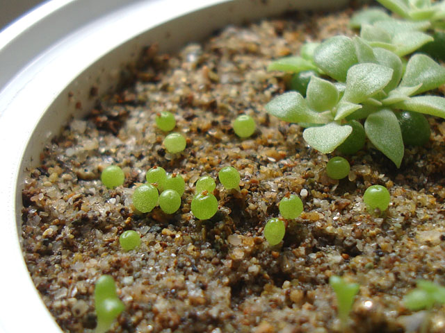 f:id:haworthii:20220330155107j:plain