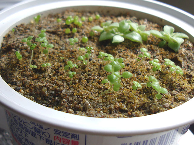 f:id:haworthii:20220330160600j:plain