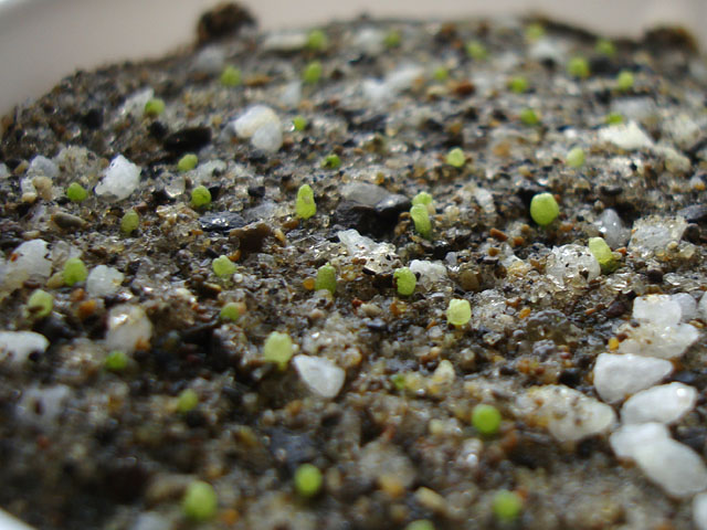 f:id:haworthii:20220330160925j:plain