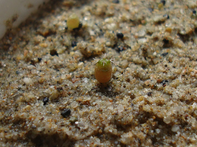 f:id:haworthii:20220330161410j:plain