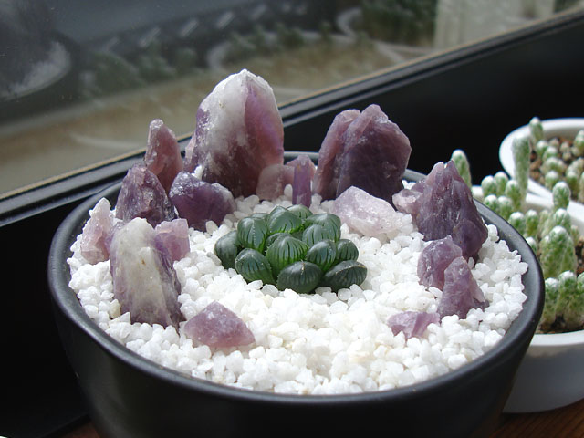 f:id:haworthii:20220401202107j:plain