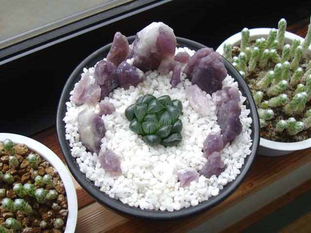 f:id:haworthii:20220401202623j:plain