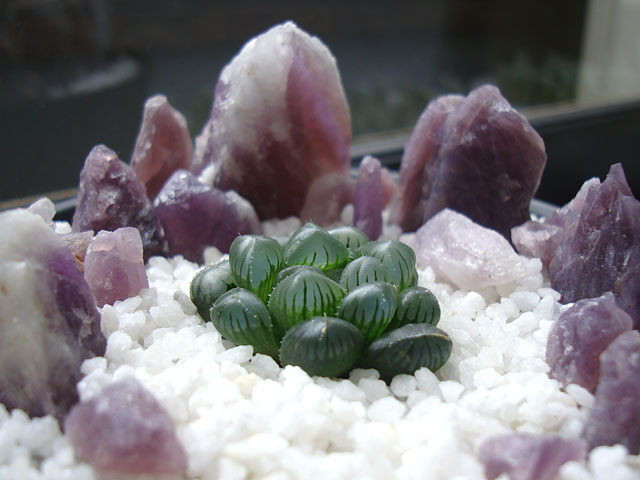 f:id:haworthii:20220401203009j:plain