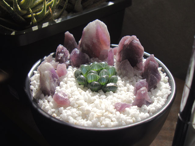 f:id:haworthii:20220401203341j:plain