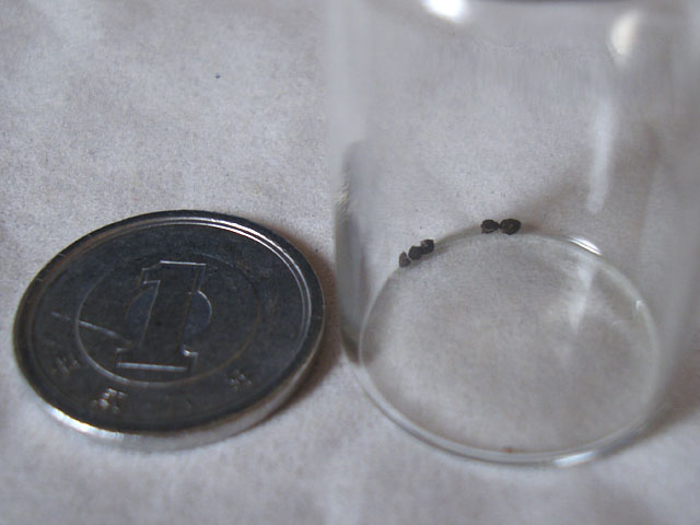 f:id:haworthii:20220402225356j:plain