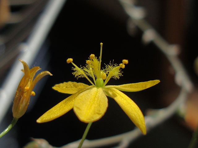 f:id:haworthii:20220402230525j:plain