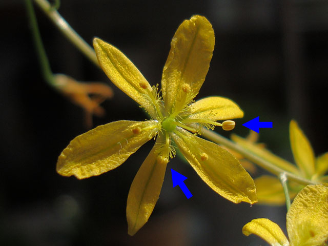 f:id:haworthii:20220402231116j:plain