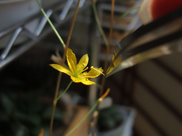 f:id:haworthii:20220402231634j:plain