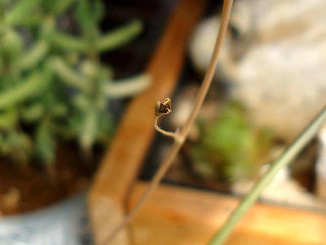 f:id:haworthii:20220402232043j:plain