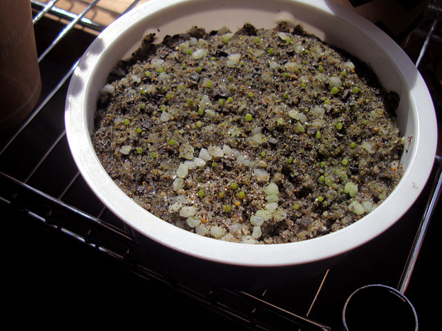 f:id:haworthii:20220406203450j:plain