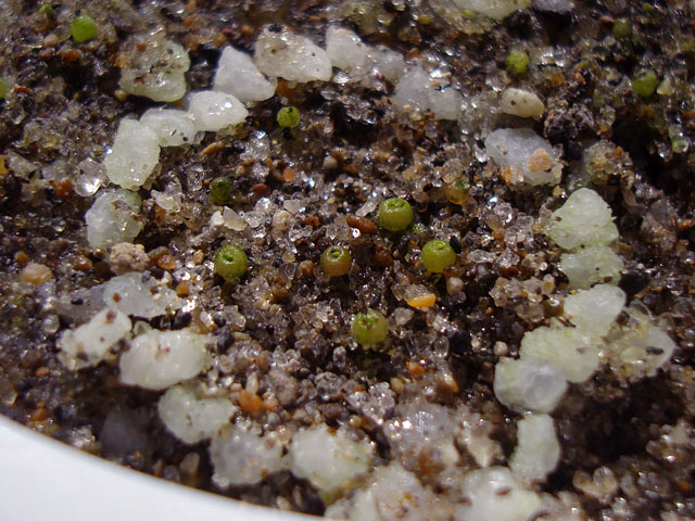 f:id:haworthii:20220406203724j:plain