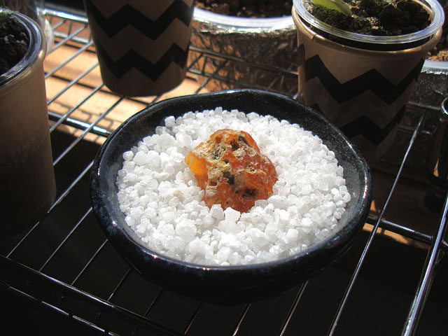 f:id:haworthii:20220406203756j:plain