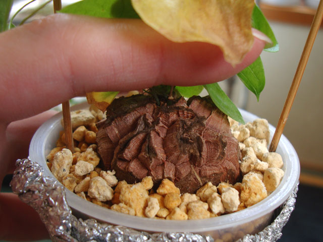 f:id:haworthii:20220410180326j:plain