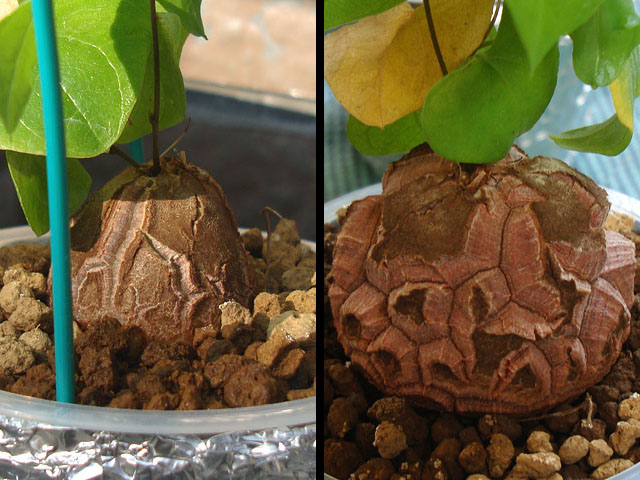 f:id:haworthii:20220410184535j:plain