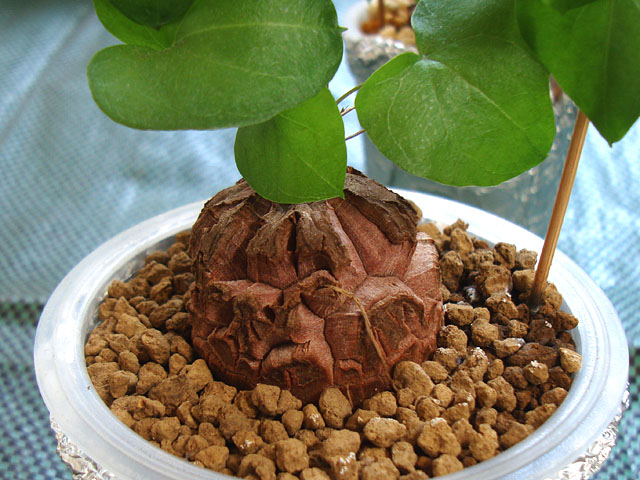 f:id:haworthii:20220410184955j:plain