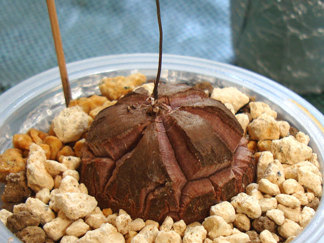 f:id:haworthii:20220410185744j:plain