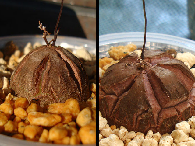 f:id:haworthii:20220410185920j:plain