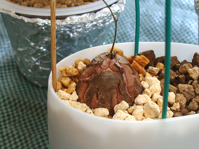 f:id:haworthii:20220410190851j:plain