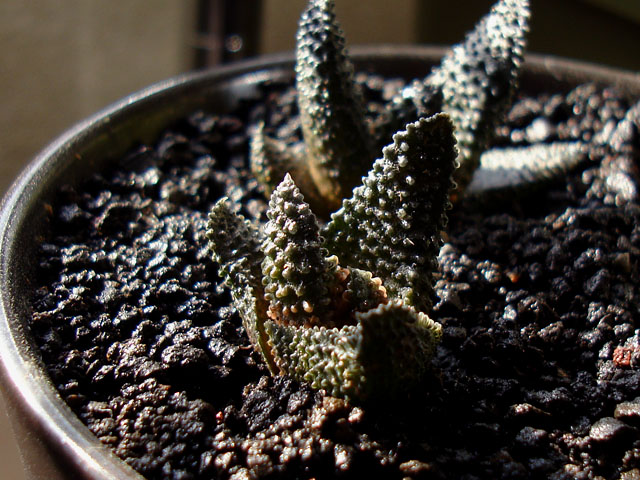 f:id:haworthii:20220415234122j:plain