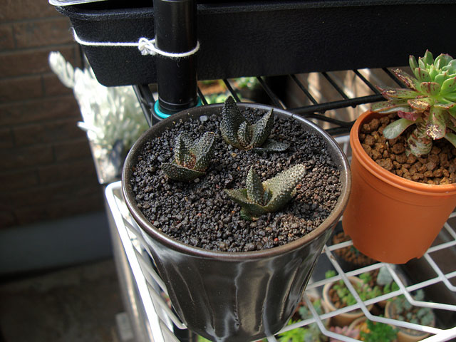 f:id:haworthii:20220415234148j:plain